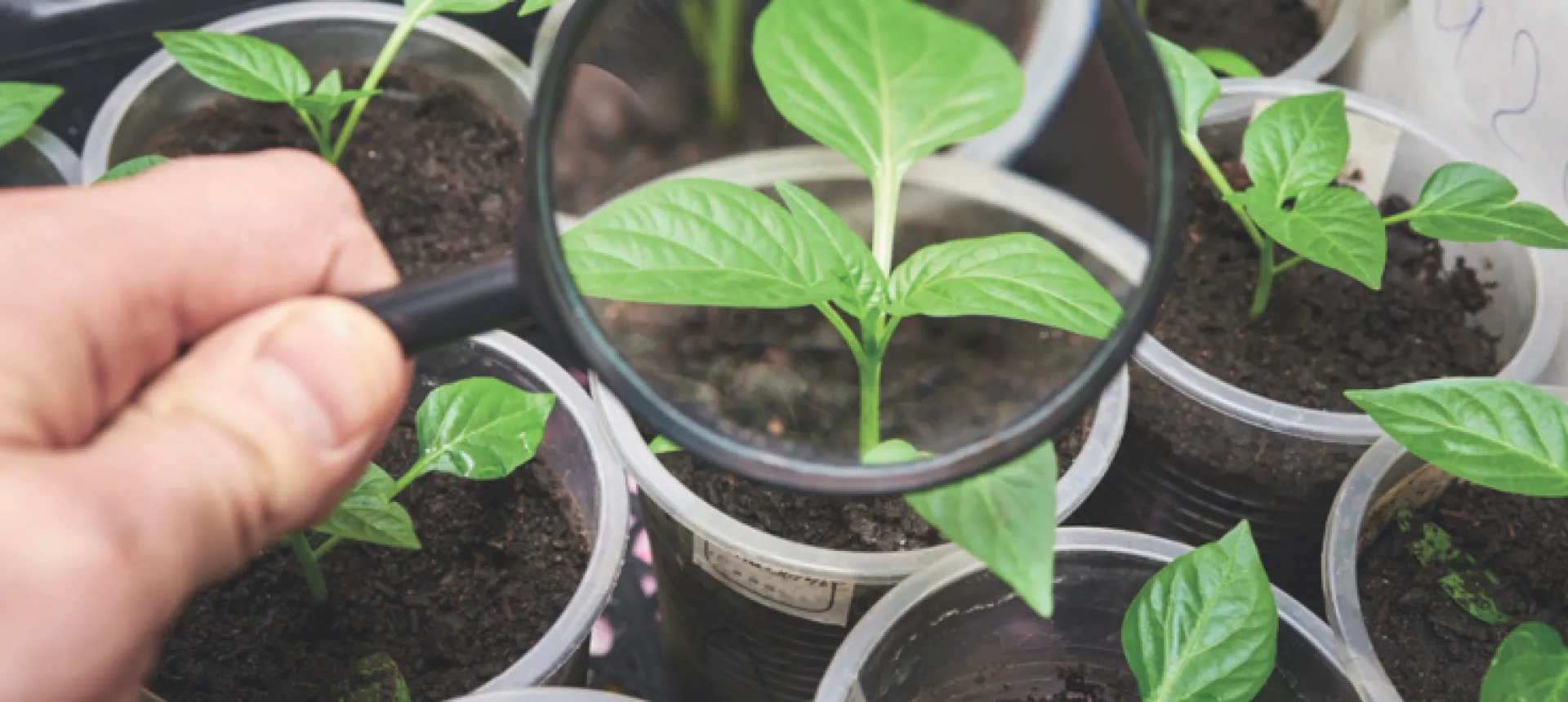 atelier-enfant-graine-potager V2