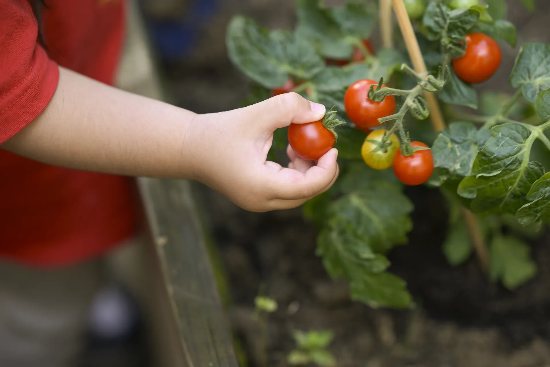 Nougatine  461