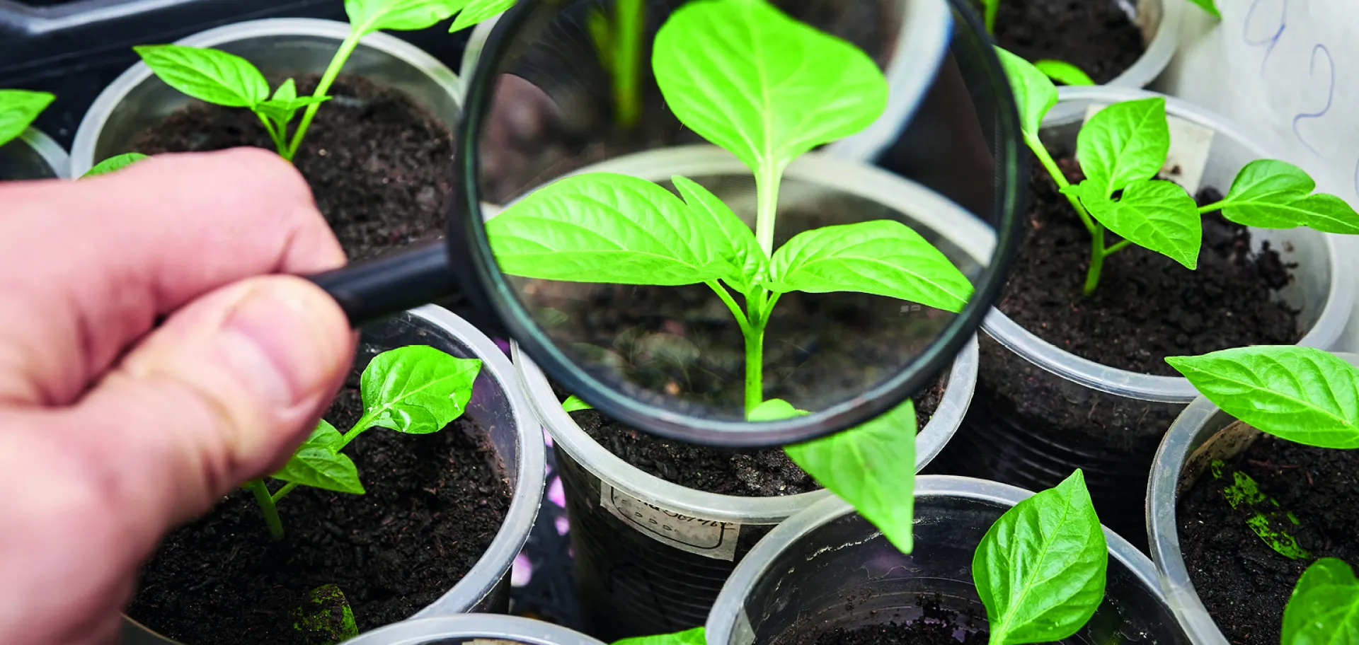 jeunes pousses de plantes vertes
