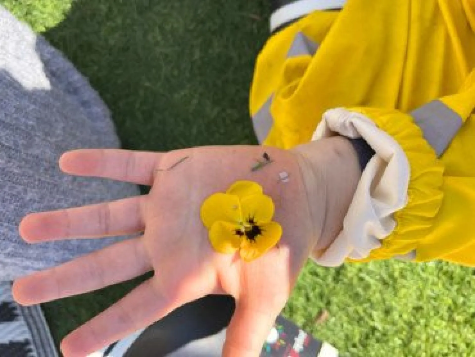 fleur-jaune-main